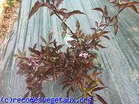 Sambucus nigra 'Black beauty'