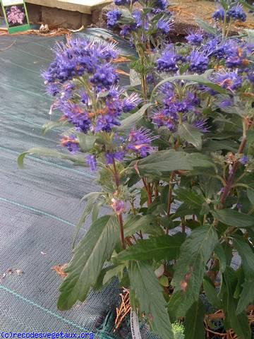 Caryopteris x clandonensis 'Inoveris'