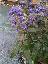 Caryopteris x clandonensis 'Inoveris'