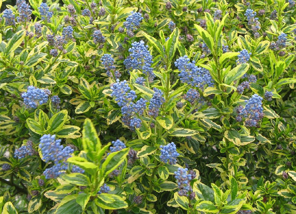 Ceanothus thyrsiflorus 'Zanzibar'