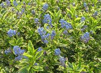 Ceanothus thyrsiflorus 'Zanzibar'
