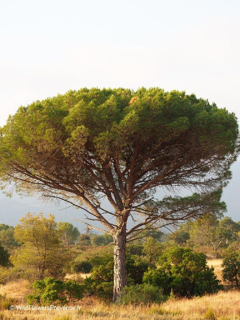 Pinus pinea 