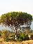 Pinus pinea 