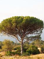 Pinus pinea 