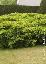 Juniperus pfitzeriana 'Aurea'