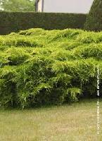 Juniperus pfitzeriana 'Aurea'