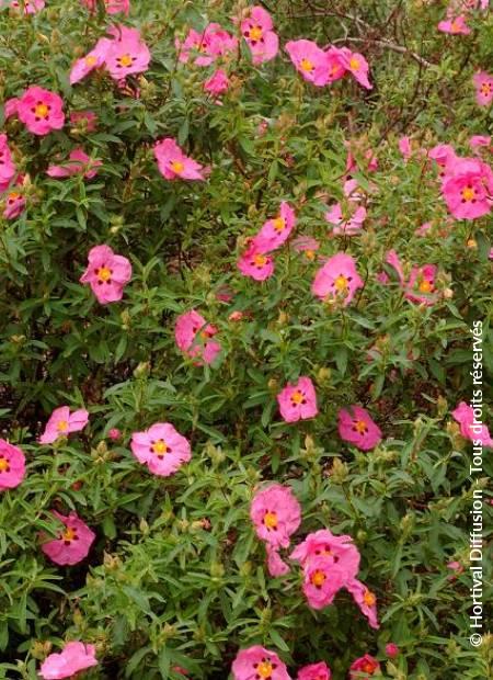Cistus x purpureus 'Alann fradd'