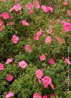 Cistus x purpureus 'Alann fradd'