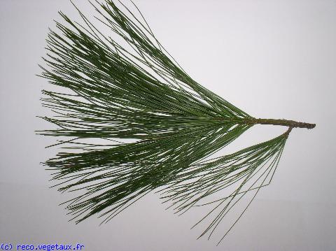 Pinus wallichiana = griffithii 