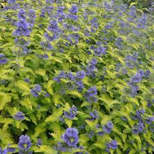 Caryopteris x clandonensis 'Hint of gold'