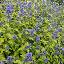 Caryopteris x clandonensis 'Hint of gold'
