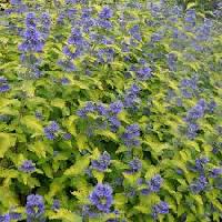 Caryopteris x clandonensis 'Hint of gold'