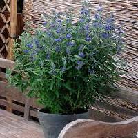 Caryopteris x clandonensis 'Thetis'