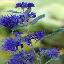 Caryopteris x clandonensis 'Thetis'