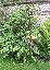Mahonia x media 'Charity'