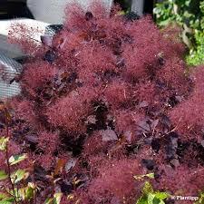 Cotinus coggygria 'Dusky maiden'