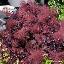 Cotinus coggygria 'Dusky maiden'