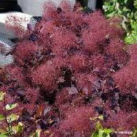 Cotinus coggygria 'Dusky maiden'