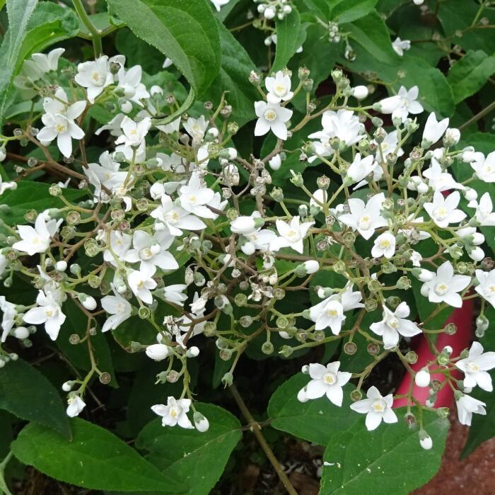 Deutzia x 'Magical silver star'