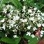 Deutzia x 'Magical silver star'