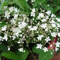 Deutzia x 'Magical silver star'