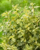 Euonymus fortunei 'Golden harlequin'