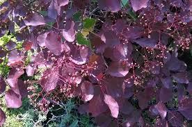 Cotinus coggygria 'Old fashioned'