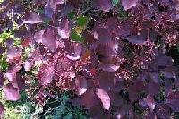 Cotinus coggygria 'Old fashioned'