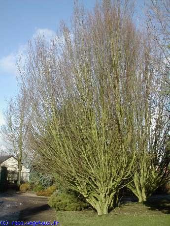 Carpinus betulus 'Pyramidalis'