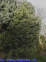 Prunus lusitanica 