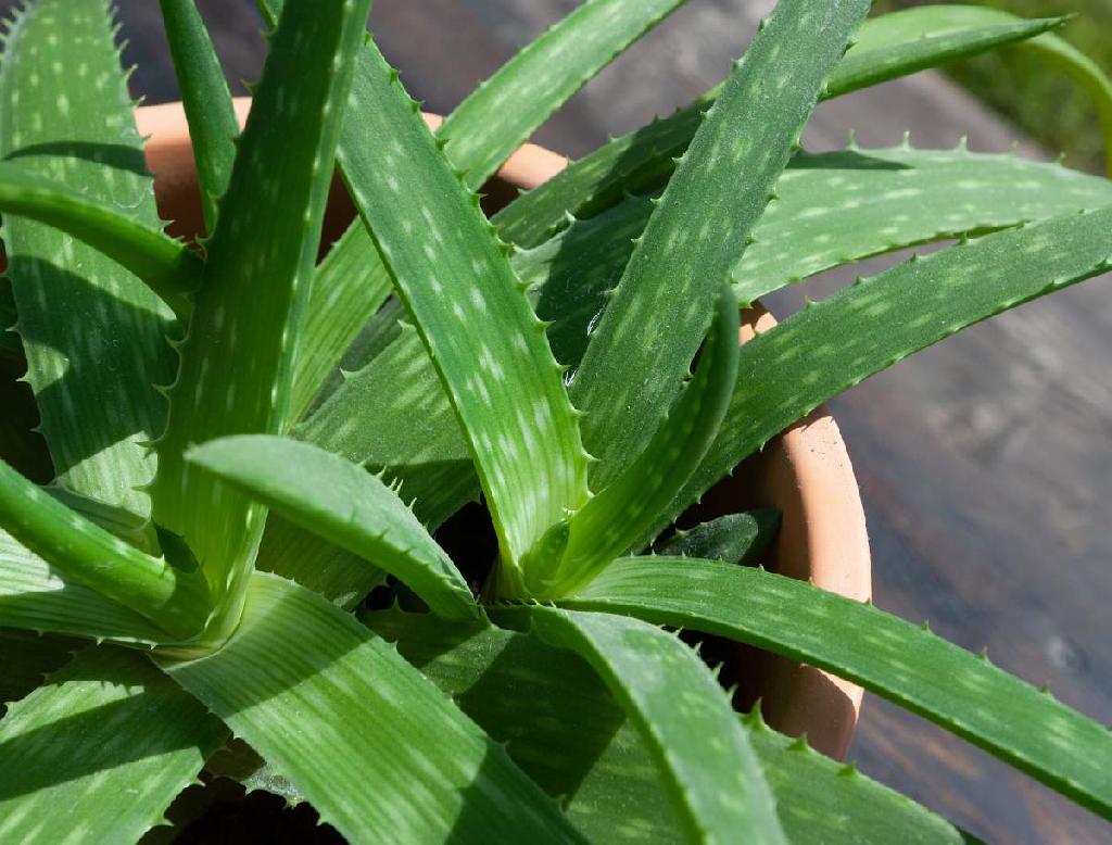 Aloe vera 