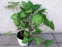 Syngonium podophyllum 