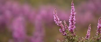 Calluna vulgaris 