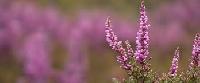 Calluna vulgaris 