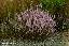Calluna vulgaris 