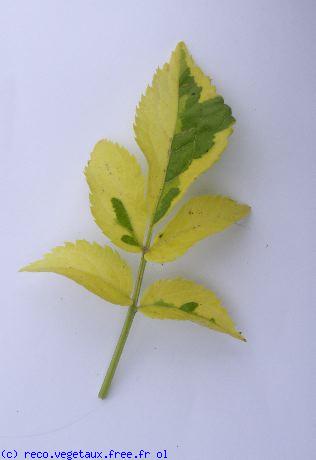 Sambucus nigra 'Aurea marginata'