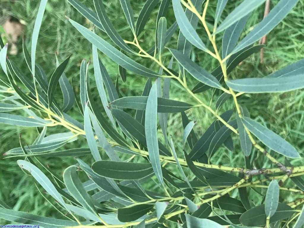 Eucalyptus parviflora 