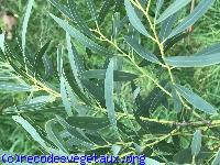 Eucalyptus parviflora 