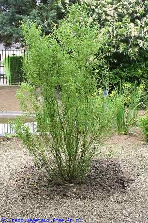 Salix matsudana 'Tortuosa'