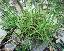Dianthus plumarius 
