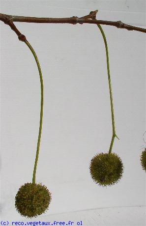 Platanus x acerifolia 