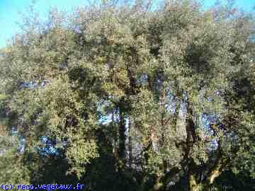 Quercus ilex 