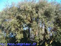 Quercus ilex 