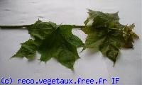 Acer platanoides 