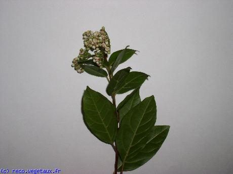 Viburnum tinus 