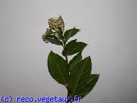 Viburnum tinus 