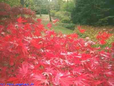 Acer palmatum 'Atropurpureum'