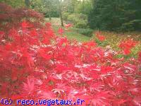 Acer palmatum 'Atropurpureum'