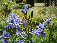 Iris sibirica 
