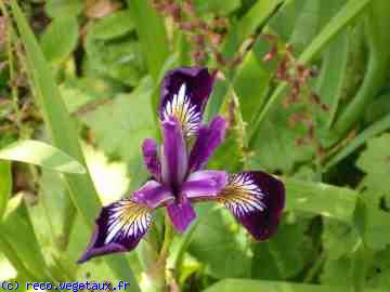 Iris versicolor 